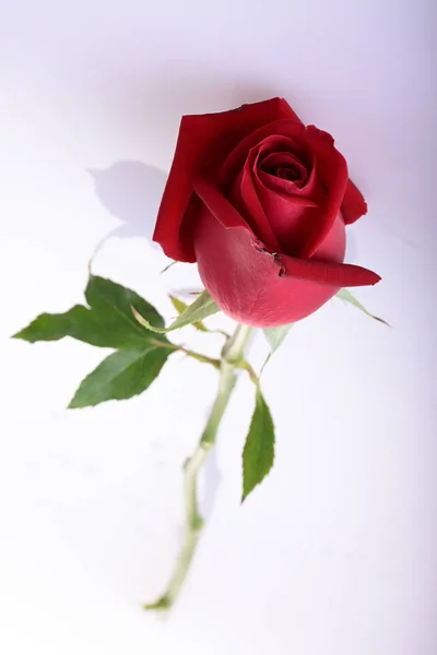 Red rose flower isolated on white background — Stock Photo, Image