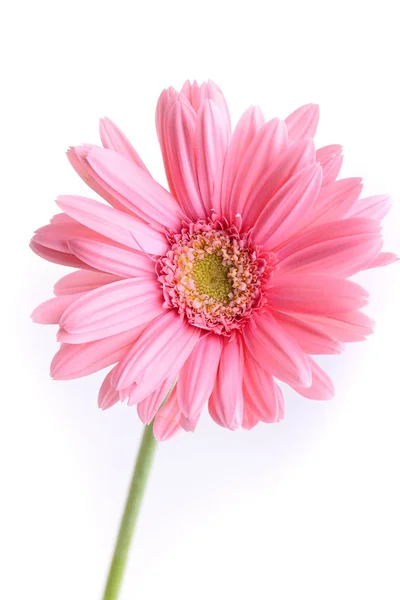 Rosa gerbera florescendo na primavera, bela única flor isolada no fundo branco — Fotografia de Stock