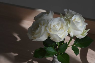 Güzel beyaz gül çiçeği vazoda çiçek açıyor. Gün ışığında güneş ışığıyla birlikte.