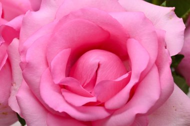 Güzel pembe gül çiçeği, cinsel orgazmın konsept görüntüsü erkek ve kadın.