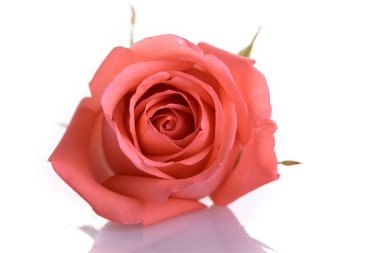 Beyaz arka plan üzerinde izole turuncu gül çiçek