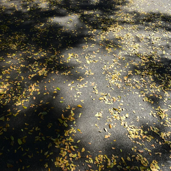 Luz e sombra de árvore folha amarela caindo na textura da estrada asfalto — Fotografia de Stock