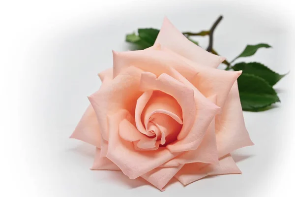 Flor de rosa laranja única flor isolada no fundo branco — Fotografia de Stock