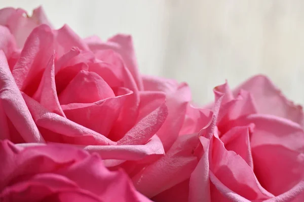 Bellissimo fiore rosa rosa, immagine utilizzata per lo sfondo romantico matrimonio — Foto Stock