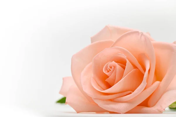 Flor de belleza sola flor de color oro rosa con forma de corazón aislado sobre fondo blanco — Foto de Stock