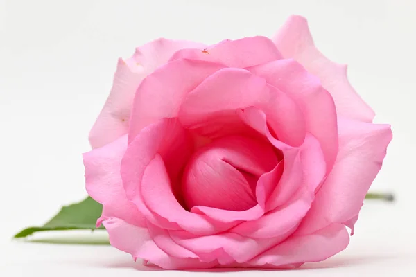 Hermosa rosa flor aislada sobre fondo blanco, concepto de imagen de pareja orgasmo sexual — Foto de Stock