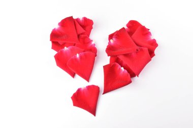 Kırık gül yaprağı çiçeğinin kırmızı kalbi, beyaz sırt deliğinde izole edilmiş.