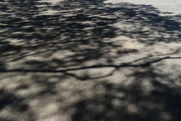 கருப்பு அஸ்பால்ட் சாலை அமைப்பு மீது மரத்தின் ஒளி மற்றும் நிழல் — ஸ்டாக் புகைப்படம்
