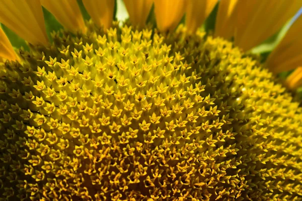 Makromuster Blume der Sonnenblumenblüte blüht am Morgen — Stockfoto