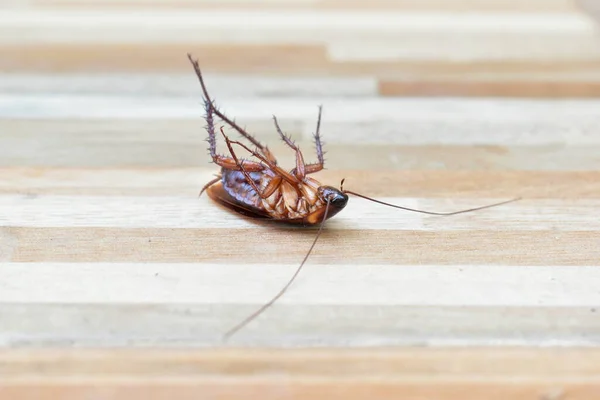 One creepy cockroach dead on floor with insecticide killing — Stock Photo, Image