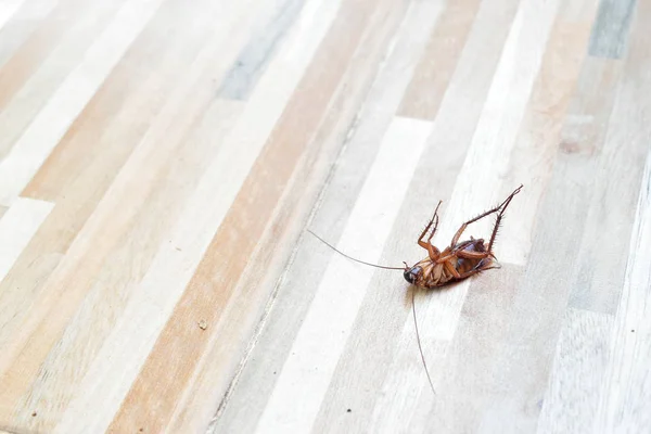 Una cucaracha espeluznante muerta en el suelo con la matanza de insecticidas — Foto de Stock