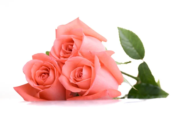 橘红色玫瑰花束，白色背景，美丽桃色色调 — 图库照片