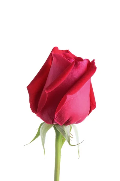 Beyaz arkaplanda izole kırmızı gül çiçeği — Stok fotoğraf
