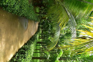 Kamu parkının yeşil doğasında yürüyüş rahatlığı yolu