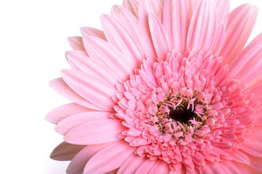 İlkbaharda açan pembe gerbera, beyaz arka planda izole edilmiş güzel tek bir çiçek.