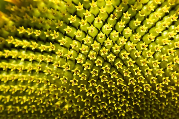 Macro flor patrón de flor de girasol floreciendo en la mañana — Foto de Stock