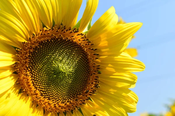 beautiful flower, sunflower blossom blooming in morning