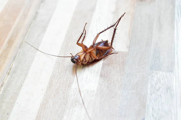 En läskig kackerlacka död på golvet med insekticid dödande — Stockfoto
