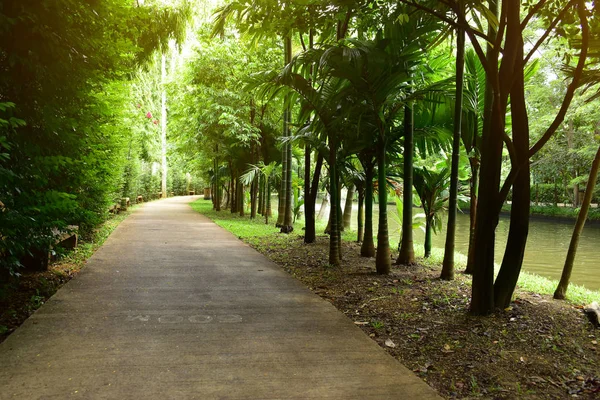 ทางเดินในธรรมชาติสีเขียวของสวนสาธารณะของการเดินพักผ่อน — ภาพถ่ายสต็อก