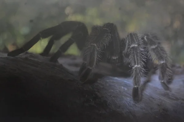 Gran animal araña en túnel con captura de telaraña — Foto de Stock
