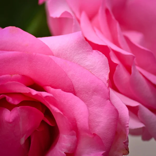 Rosa rosa rosa flor com rugas pétala murcha, imagem usada para o cuidado da pele de conceito de beleza — Fotografia de Stock
