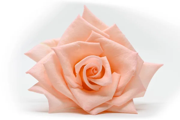 Single krása oranžová růže květ poupě izolované na bílém pozadí — Stock fotografie