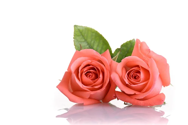 Orange rose flower bouquet isolated on white background, beauty peach color tone — 스톡 사진