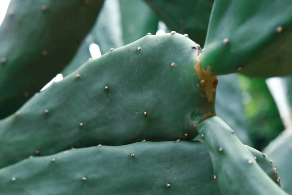 Kaktusy zielone tropikalne roślin — Zdjęcie stockowe