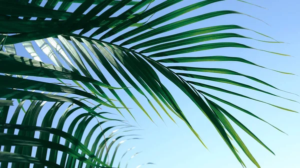 Zelený list na tropický strom, léto v pozadí přírody — Stock fotografie