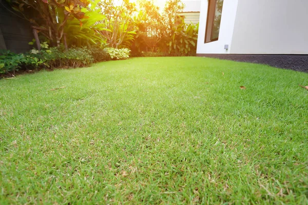 Prato paesaggistico con erba verde tappeto erboso in casa giardino — Foto Stock