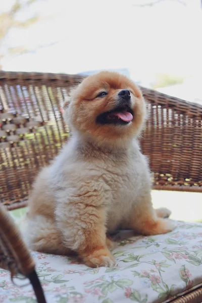 かわいい茶色のポメラニアンの犬の動物ふわふわの小さなペット幸せな笑顔優しい椅子に座って — ストック写真