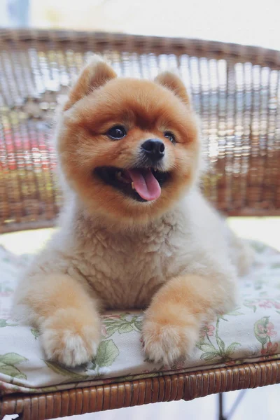 Lindo perro pomerania marrón animal, pequeña mascota esponjosa sonrisa feliz agradable sentado en la silla —  Fotos de Stock
