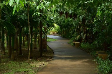 Kamu parkının yeşil doğasında yürüyüş rahatlığı yolu