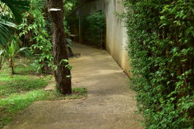 Kamu parkının yeşil doğasında yürüyüş rahatlığı yolu