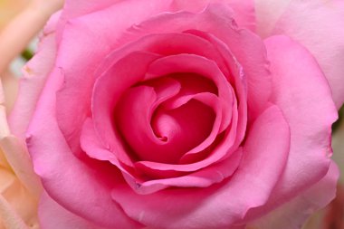 Güzel kalp şeklinde taç yaprağı olan pembe gül çiçeği, romantik bir düğün için kullanılan resim.