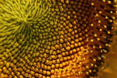 güzel polen ayçiçeği flora