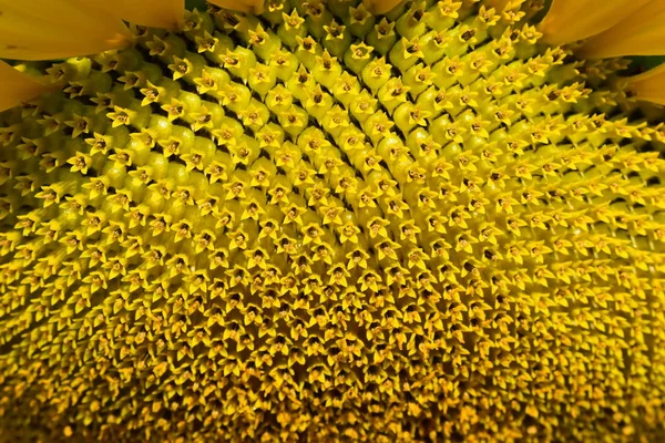 Makro wzór kwiat słonecznika kwitnący rano — Zdjęcie stockowe
