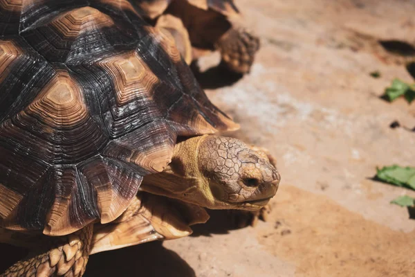 Langlebiges Schildkrötentier in freier Wildbahn — Stockfoto