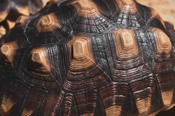 Mönster av hård sköldpadda, närbild bild av sköldpadda djur — Stockfoto