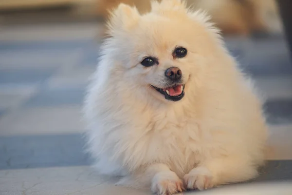 솜털 이 복슬복슬 한 작고 귀여운 흰색 포메라니안 개 행복 한 모습 — 스톡 사진
