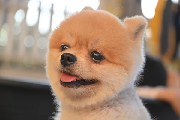 Португальський собака милий собака щасливий усміхнений вранці — стокове фото