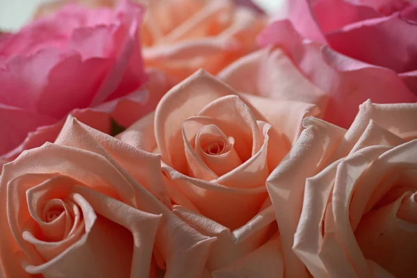 Bela laranja rosa ouro flor cor flor florescendo no dia da manhã, imagem usada para o fundo do amor romântico — Fotografia de Stock