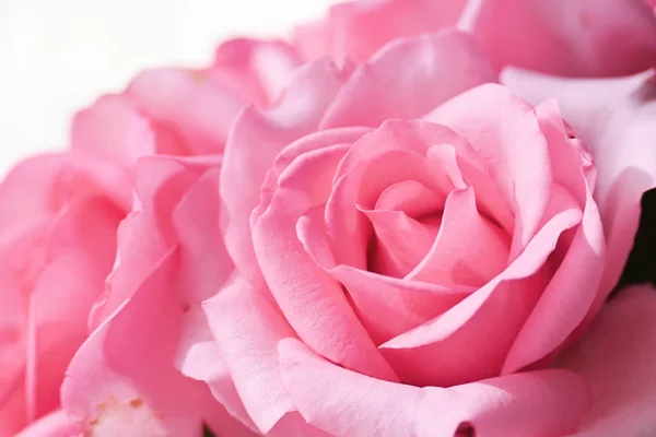 Hermosa flor rosa rosa, imagen utilizada para el fondo romántico de la boda — Foto de Stock