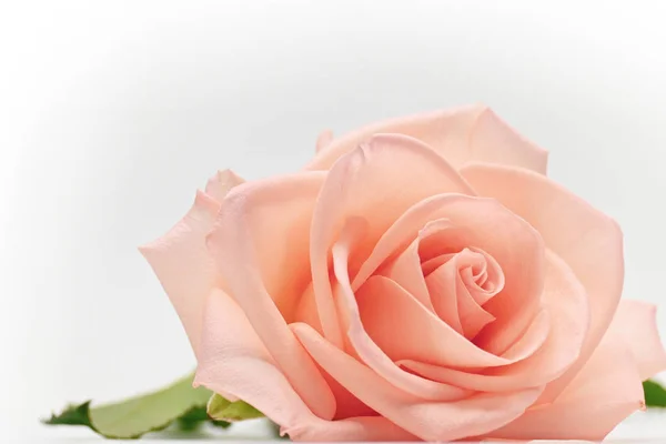 Flor de belleza sola flor de color oro rosa con forma de corazón aislado sobre fondo blanco — Foto de Stock