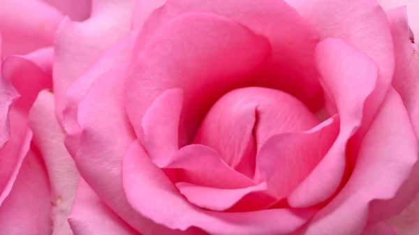 Bela rosa rosa flor flor, imagem conceito de orgasmo sexual homem e mulher — Fotografia de Stock