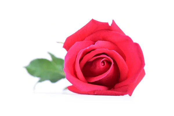 Rose rouge fleur sur fond isolé blanc — Photo
