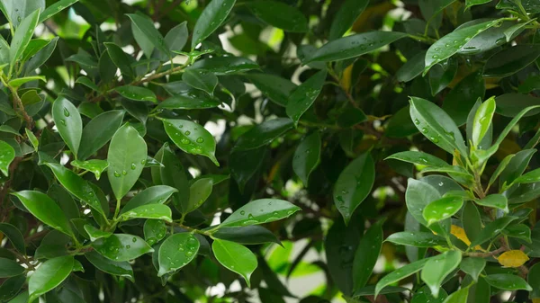 Gota de lluvia sobre la naturaleza de hoja verde — Foto de Stock