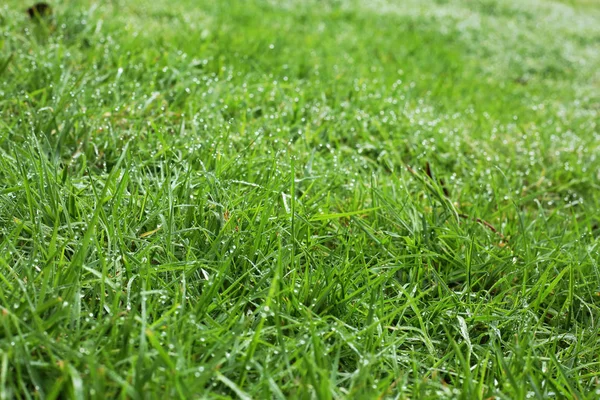 Water dew drop on green grass garden — Stock Photo, Image