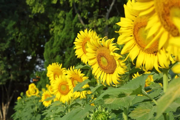 美丽的向日葵盛开在自然花园 — 图库照片