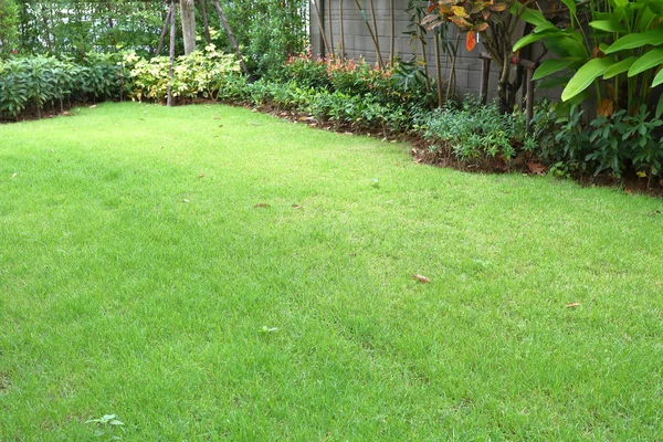 Sistemazione del giardino paesaggistico con erba verde tappeto erboso e piccola pianta arbustiva nel backyack di arredamento domestico — Foto Stock